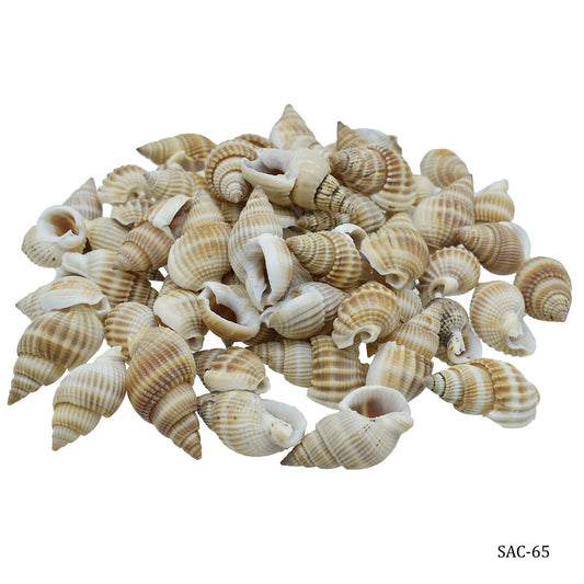 Jags Sea Shells Shankh 28mm, Black #SAC65