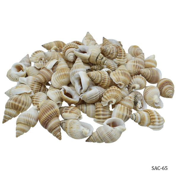 Jags black shankh sea shells 28mm craft decor pieces