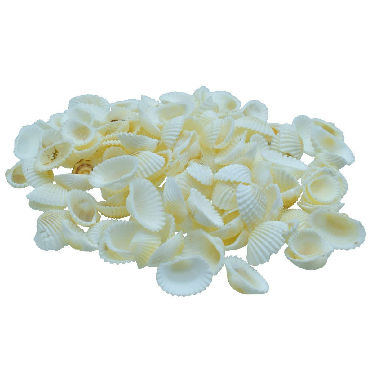 Jags Sea Shells 100g, White, #SAFC01