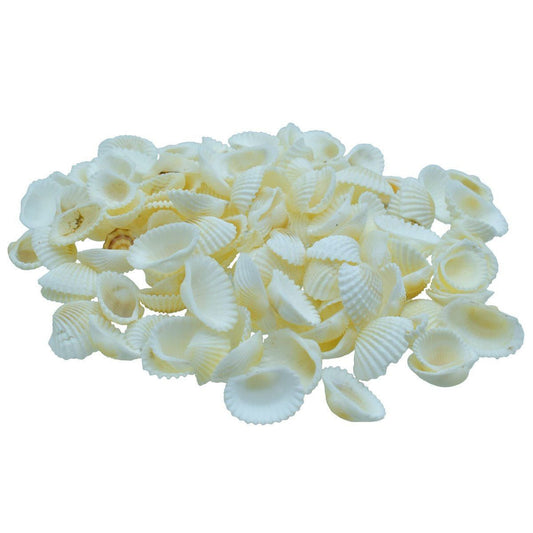 Jags Sea Shells 100g, White, #SAFC01