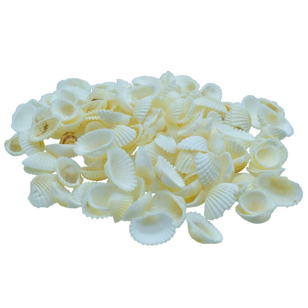 Pack of small uniform white sea shells for jewellery