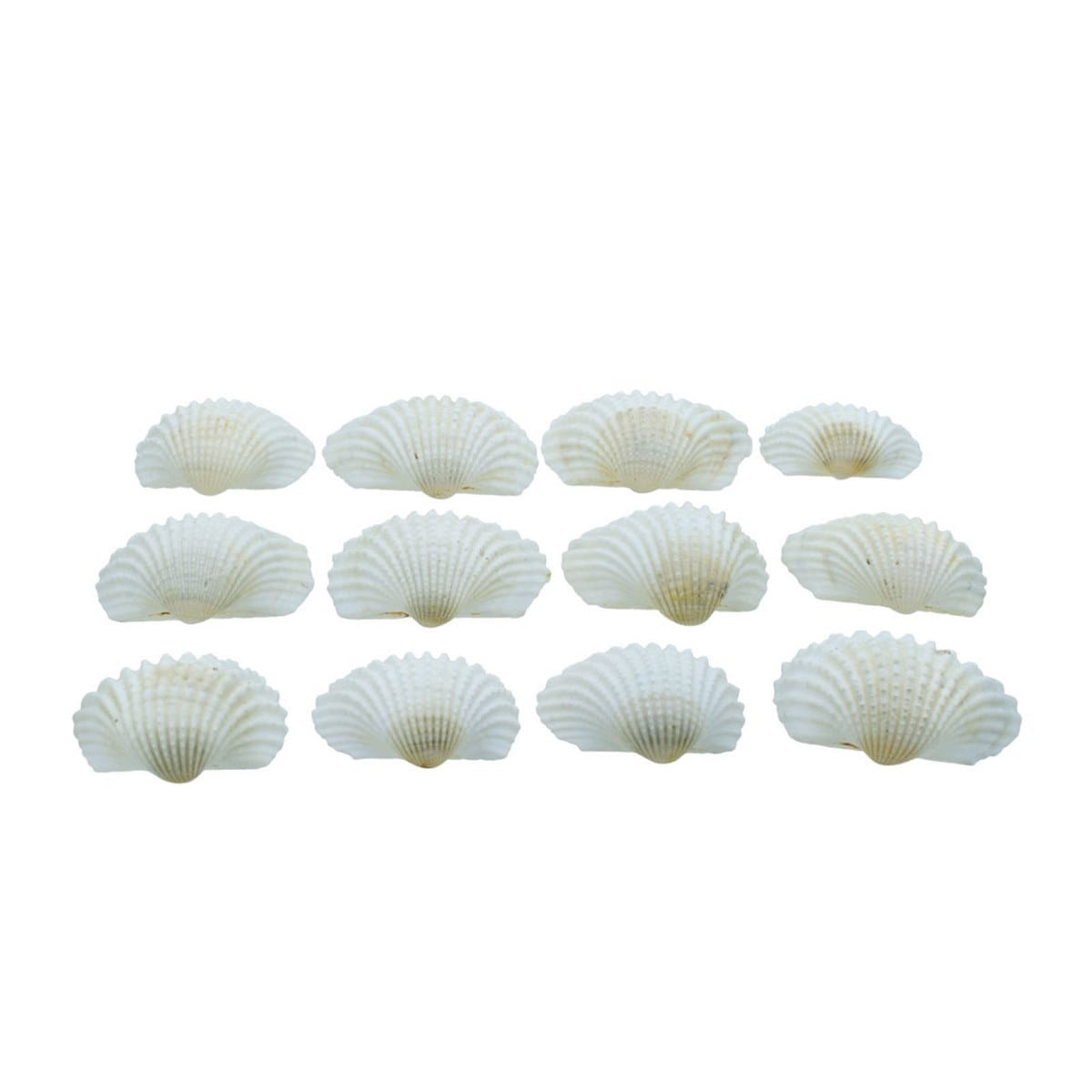 Jags Sea Shells White 100g, SAKC08