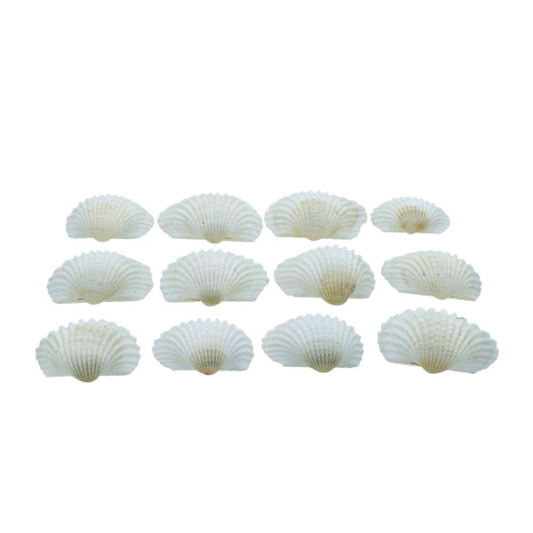 Pack of small natural white sea shells for craft