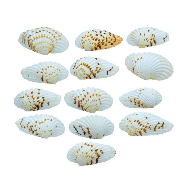 Pack of large natural white sea shells for decor
