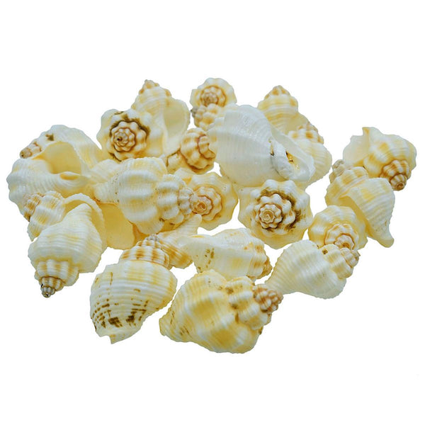 50g pack of natural decorative sea shells