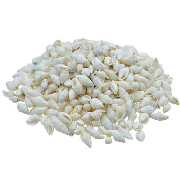 Jags white shankh sea shells 16mm 100g craft pack