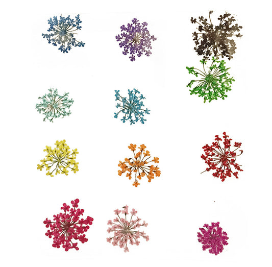 Pressed Flowers Anne`s Lace, Multicolour. 12pc