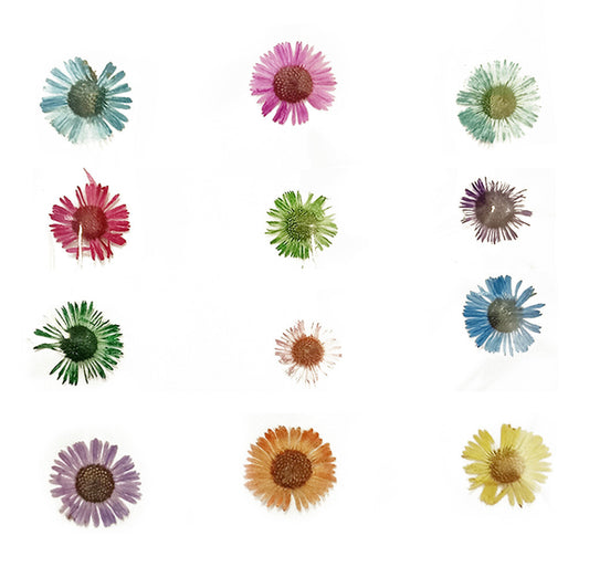 Pressed Flowers Aster, Multicolour, 12pc