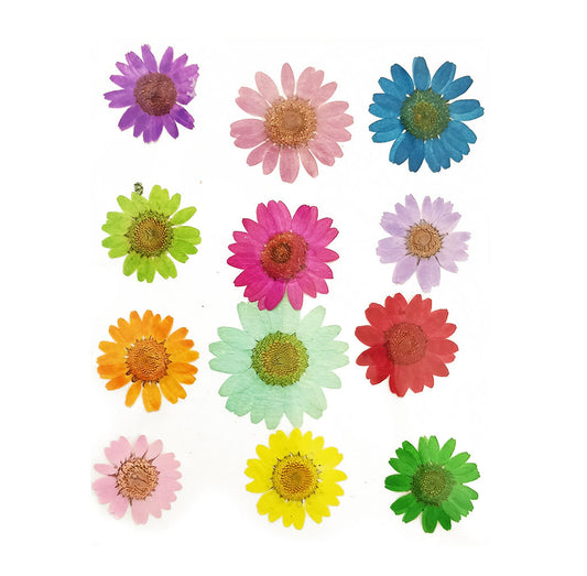 Pressed Flowers Daisy, Multicolour, 12pc