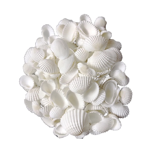 Artorial Sea Shells Seepi Plain 3cm, White