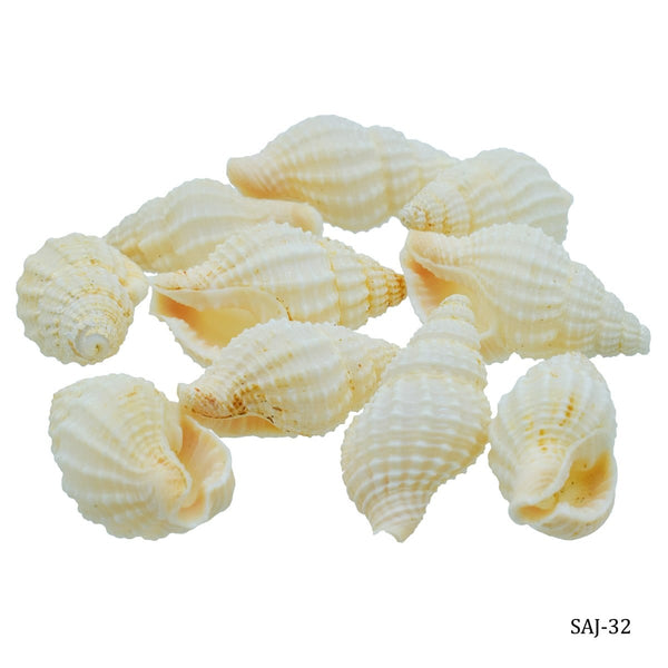 Pack of 10 natural decorative sea shells